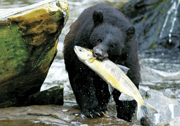 Bear with Salmon Postcard