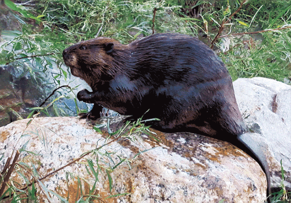 Beaver Postcard
