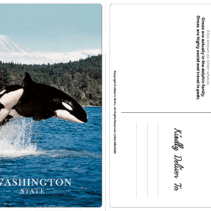 Orca and Calf Washington State Postcard