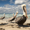 Pelicans