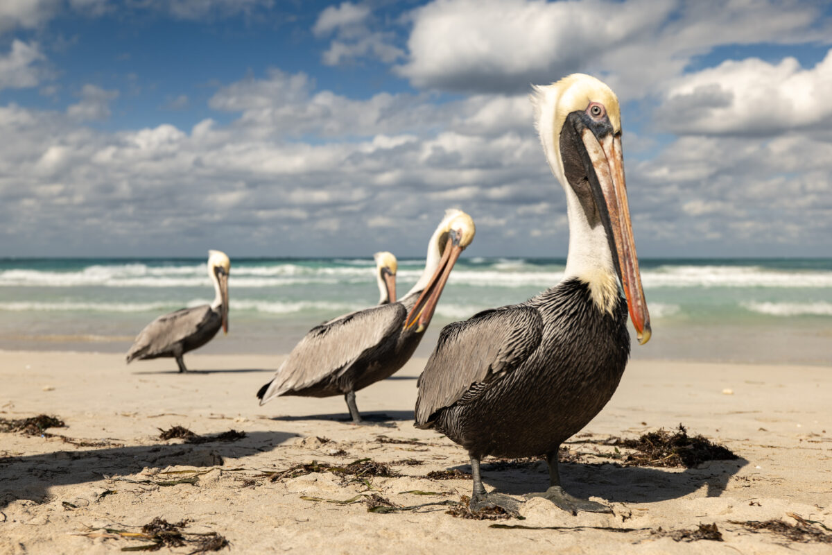 Pelicans