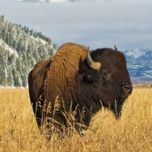 Bison in Grass
