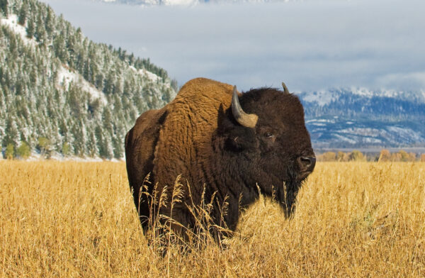 Bison in Grass