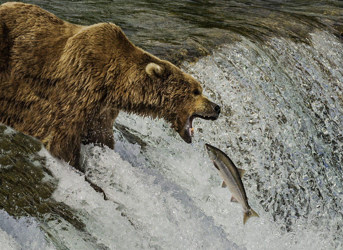 Grizzly Bear Catching Fish