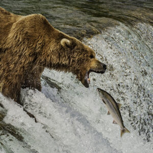 Grizzly Bear Catching Fish