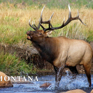 Montana Elk