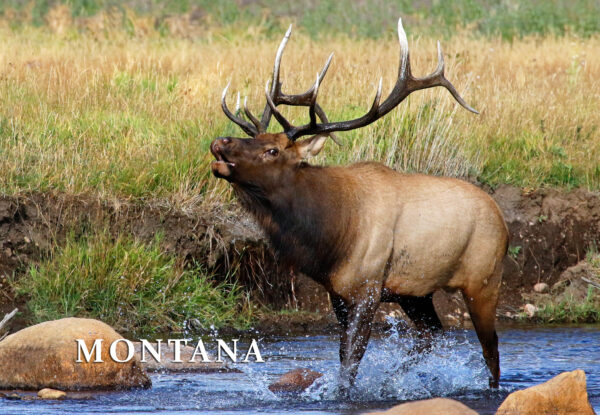 Montana Elk