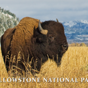 Yellowstone National Park Bison Postcard