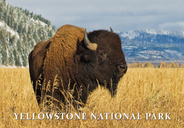 Yellowstone National Park Bison Postcard