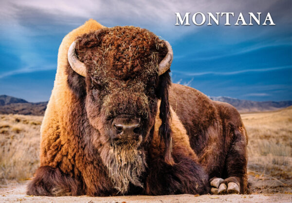 Bison 2 Postcard - Image 3