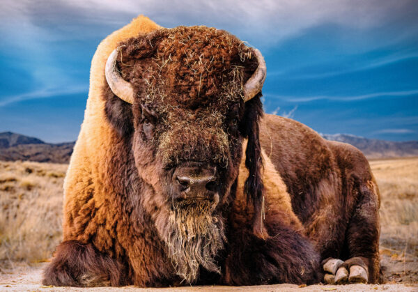 Bison 2 Postcard