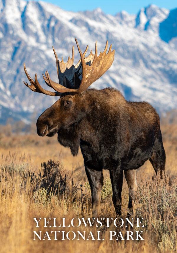 Moose with Mountains Postcard - Image 4