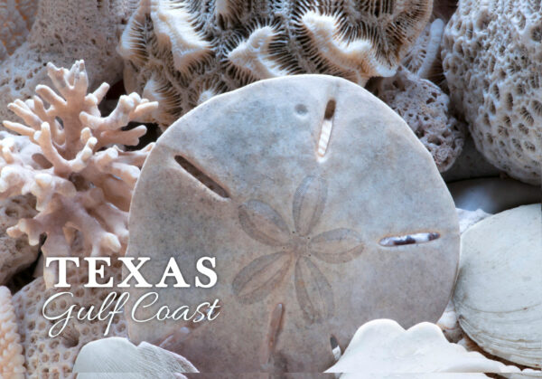 Sand Dollar Postcard - Image 5