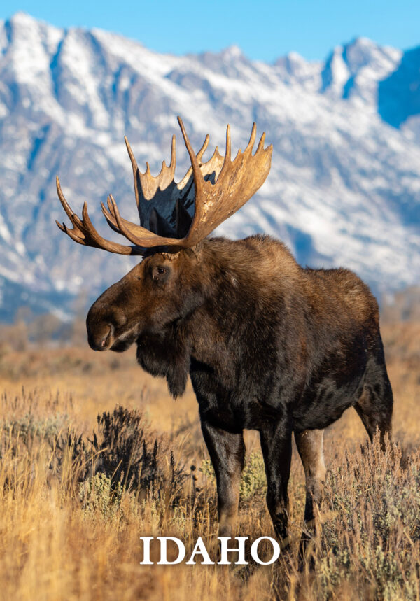 Moose with Mountains Postcard - Image 3