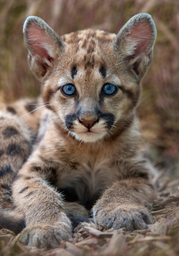 Cougar Cub