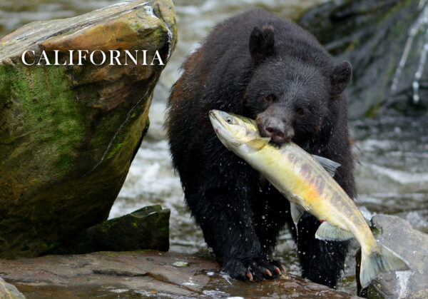 Bear with Fish Postcard - Image 4