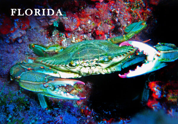 Blue Crab Postcard - Image 2