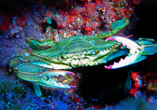 Blue Crab Postcard