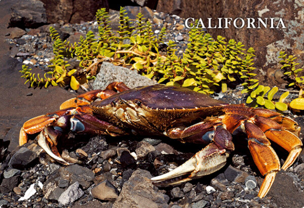 Dungeness Crab with Seaweed Postcard - Image 8