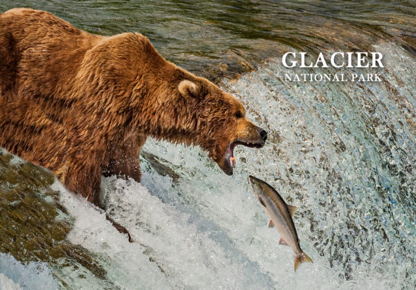Grizzly Bear Catching Fish Postcard - Image 3