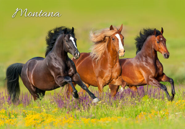 Horses in Meadow Postcard - Image 3