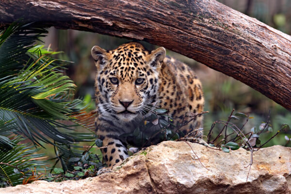 Leopard