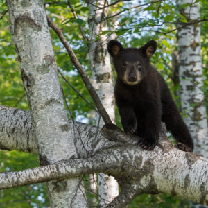 Black Bear Cub