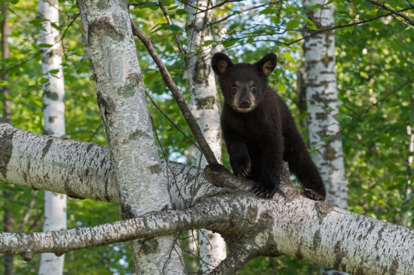 Black Bear Cub