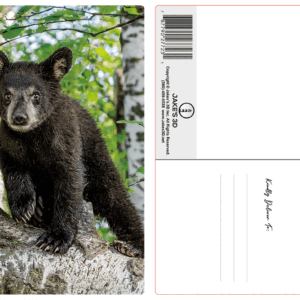 Alternative view of Black Bear Cub