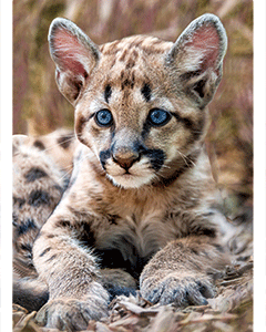 Alternative view of Cougar Cub Magnet